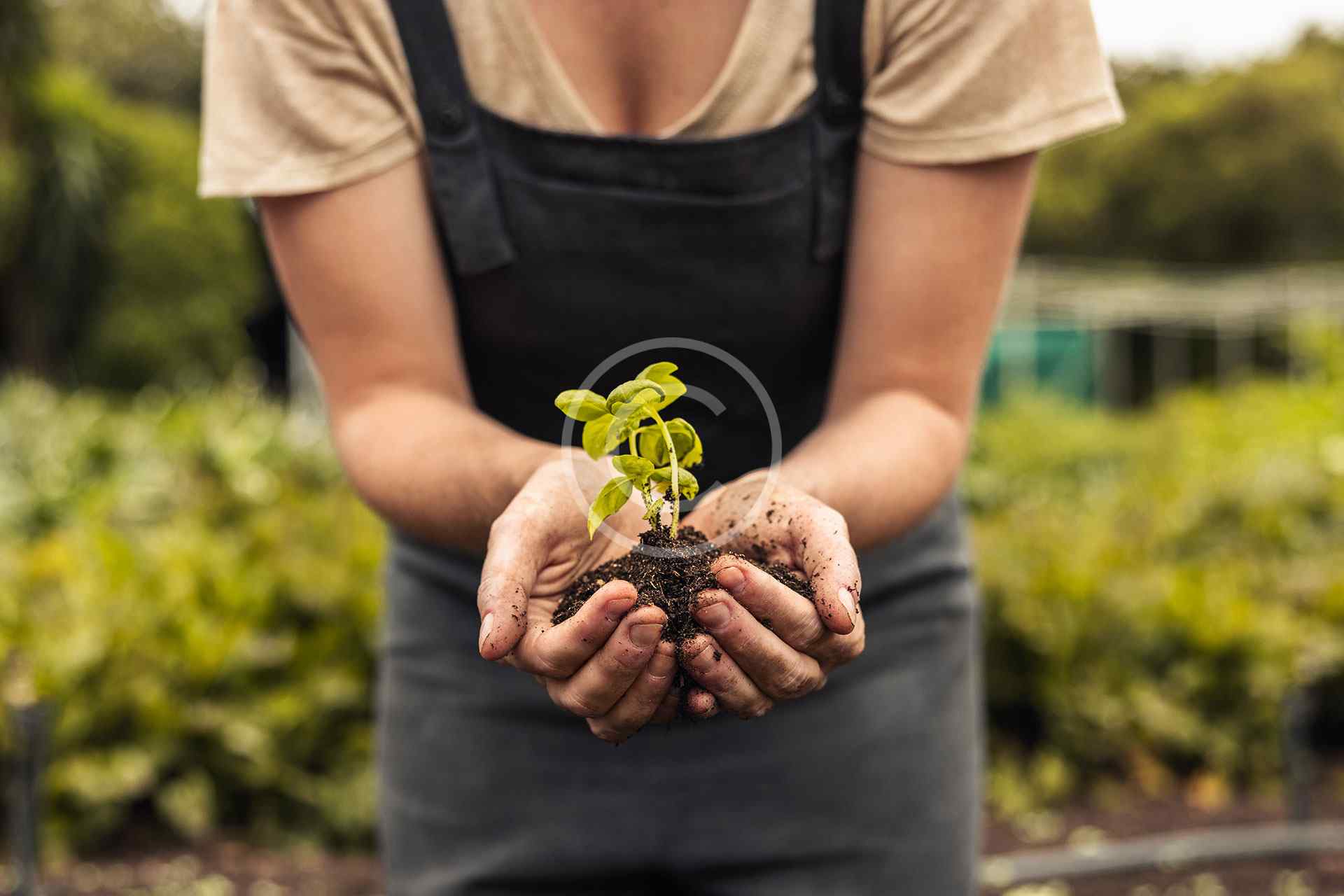 Emergency Tree Service