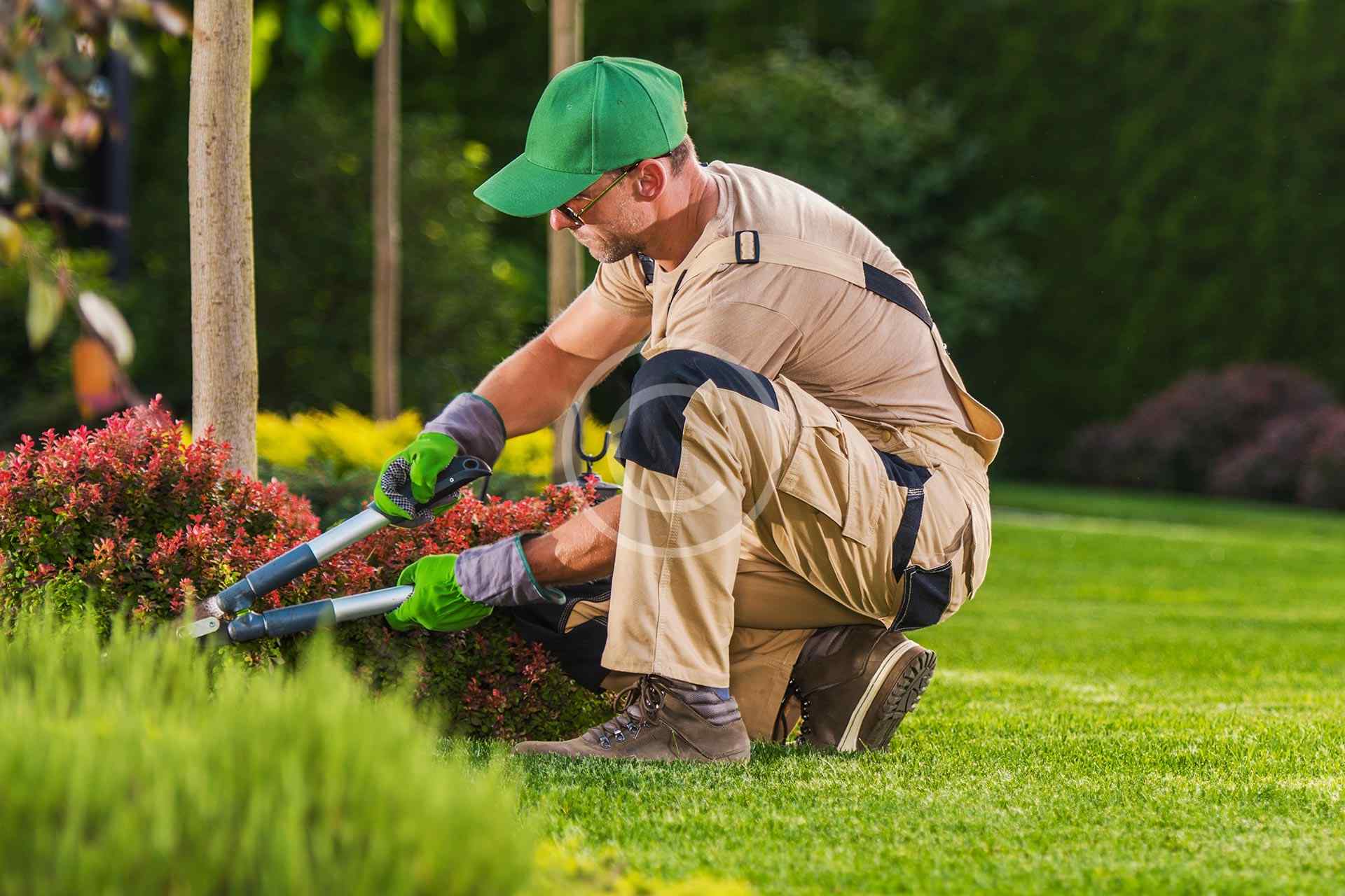 Fallen Tree Removal